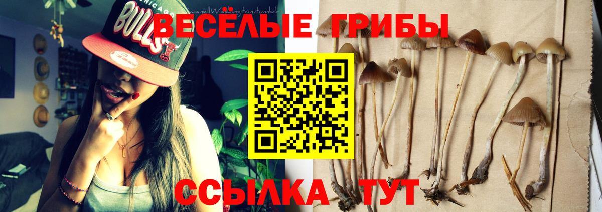 Тулун  Галлюциногенные грибы Cubensis  Вход с VPN 